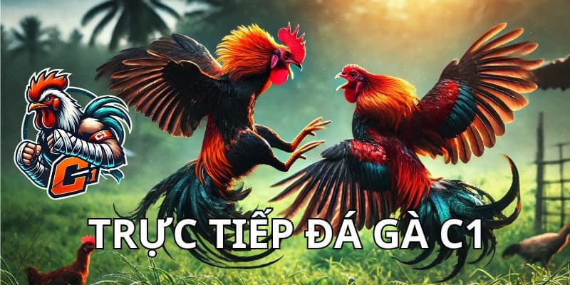 Trực tiếp đá gà C1